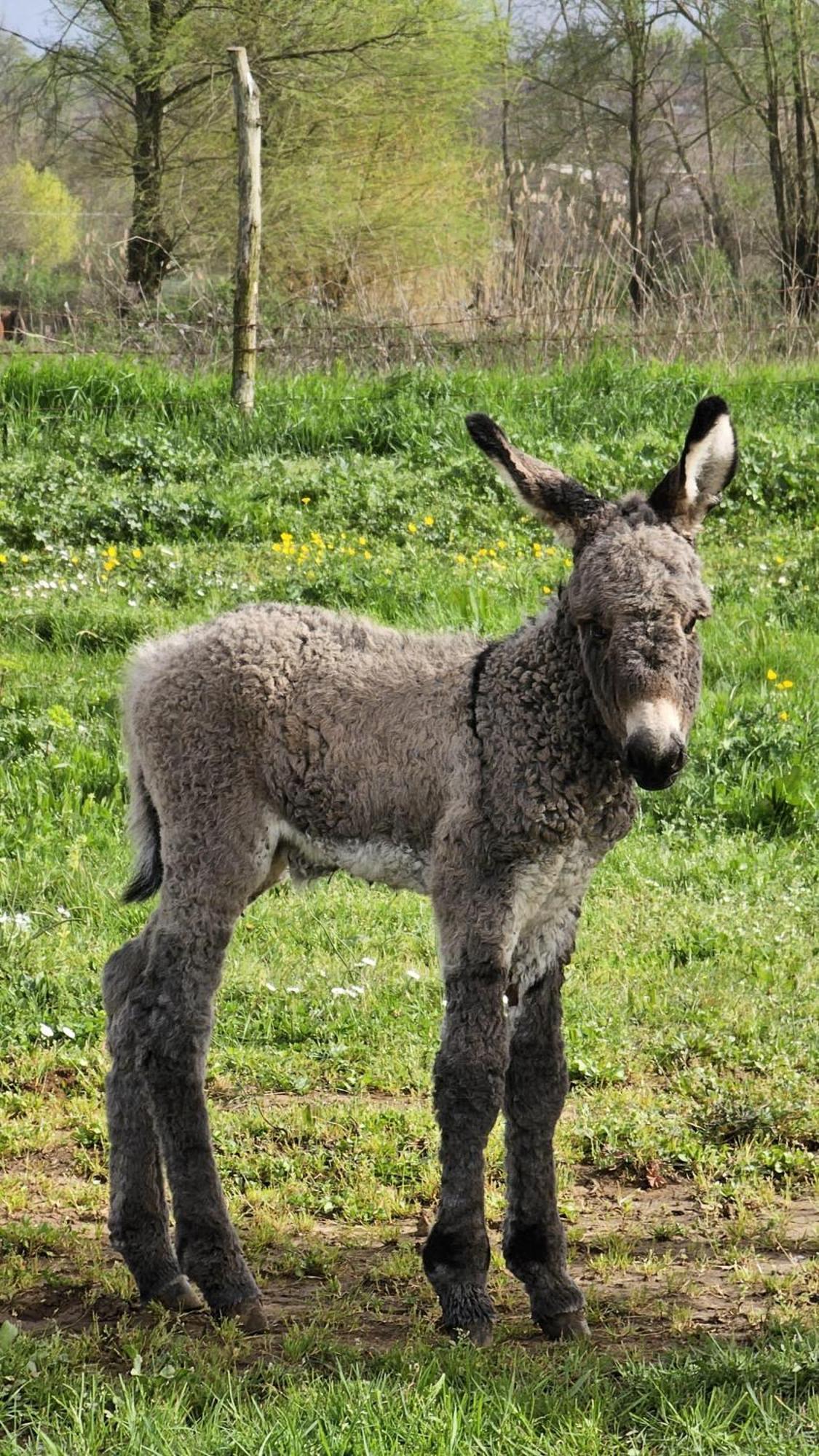 Agriturismo Il Castagneto Supino Kültér fotó