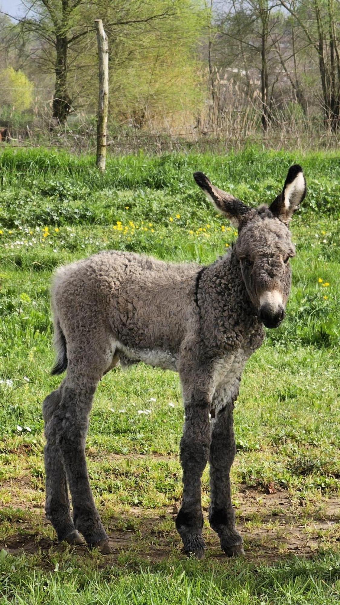 Agriturismo Il Castagneto Villa Supino Kültér fotó